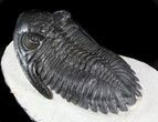 Large, Hollardops Trilobite - Great Eyes #36826-3